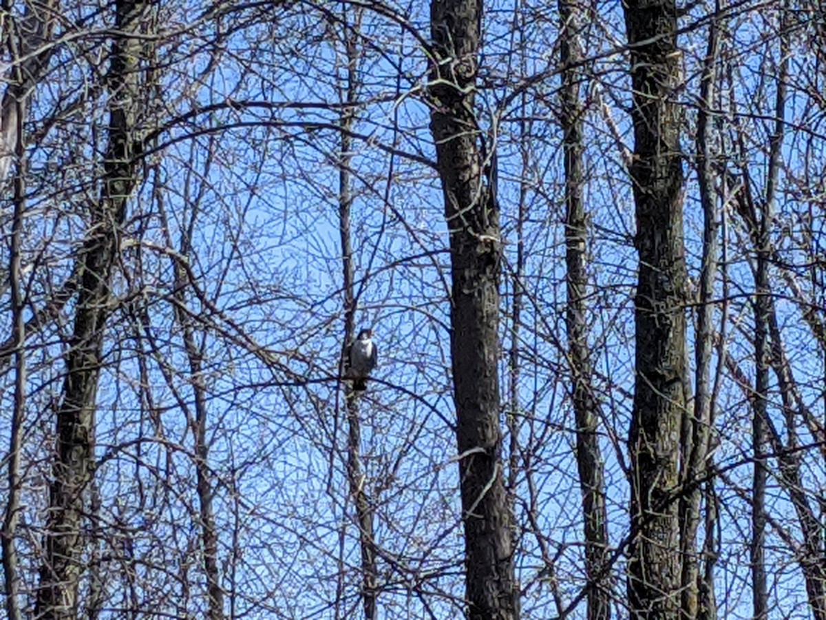 Peregrine Falcon - ML228600951