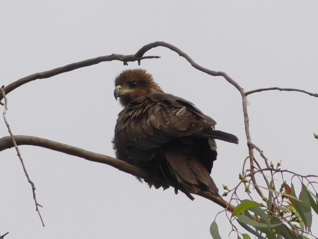 Wahlberg's Eagle - Tommaso Renzulli