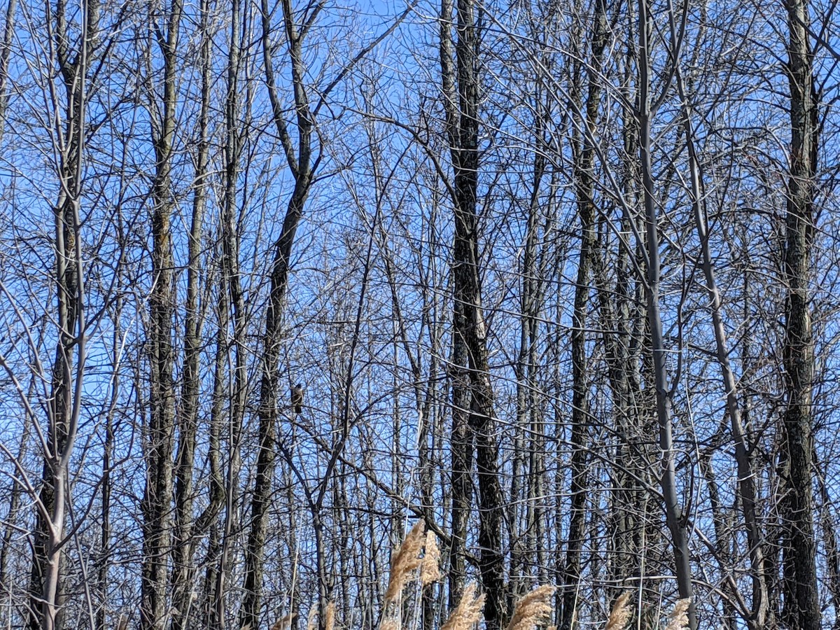 Peregrine Falcon - ML228601051