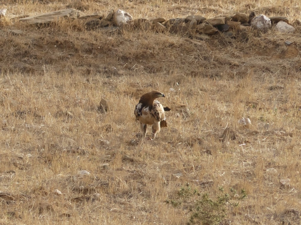 Tawny Eagle - ML228602041