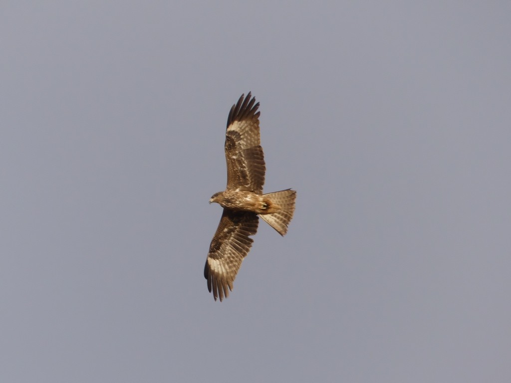 Black Kite - Tommaso Renzulli