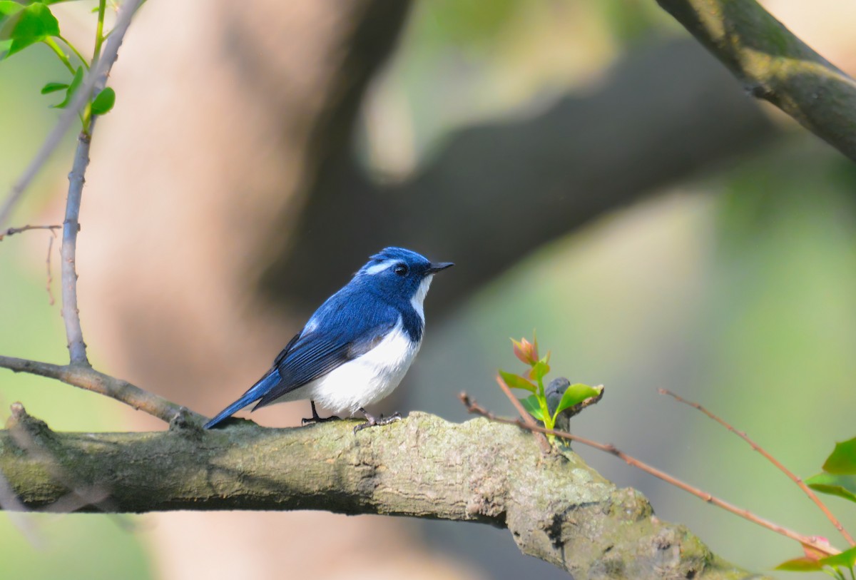 Ultramarine Flycatcher - ML228602481