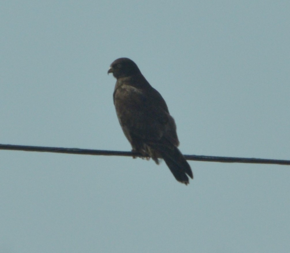 Rough-legged Hawk - ML228603631