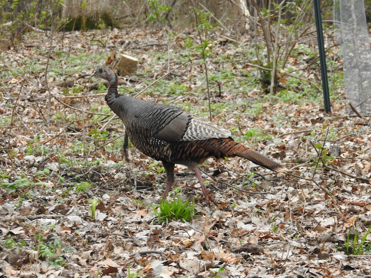 Wild Turkey - ML228603831