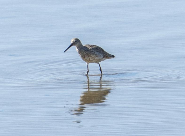 Willet - ML228604101