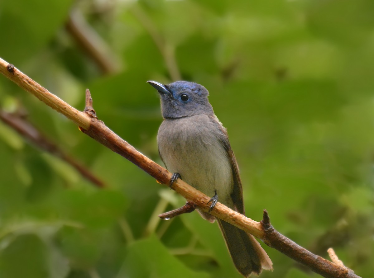 Black-naped Monarch - ML228604831
