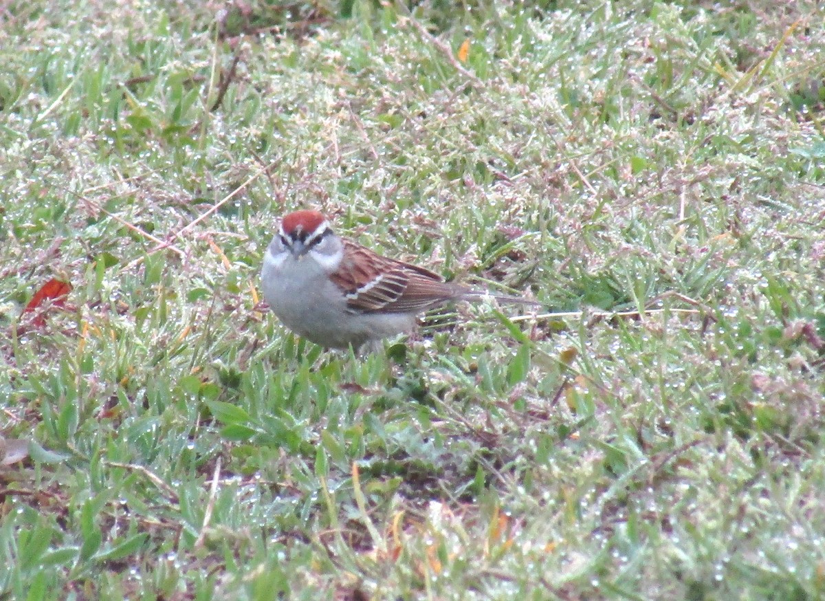 Chipping Sparrow - ML228605061