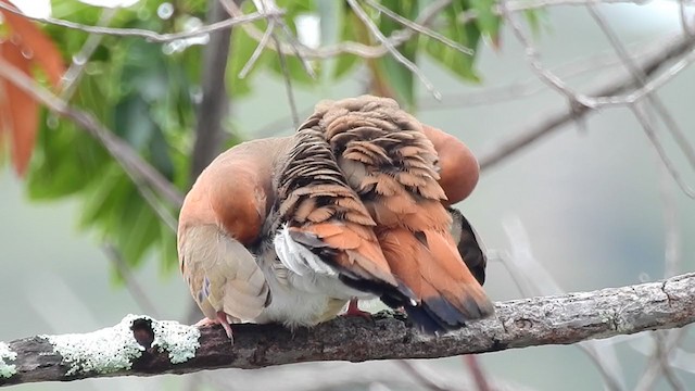 Blue-eyed Ground Dove - ML228607101