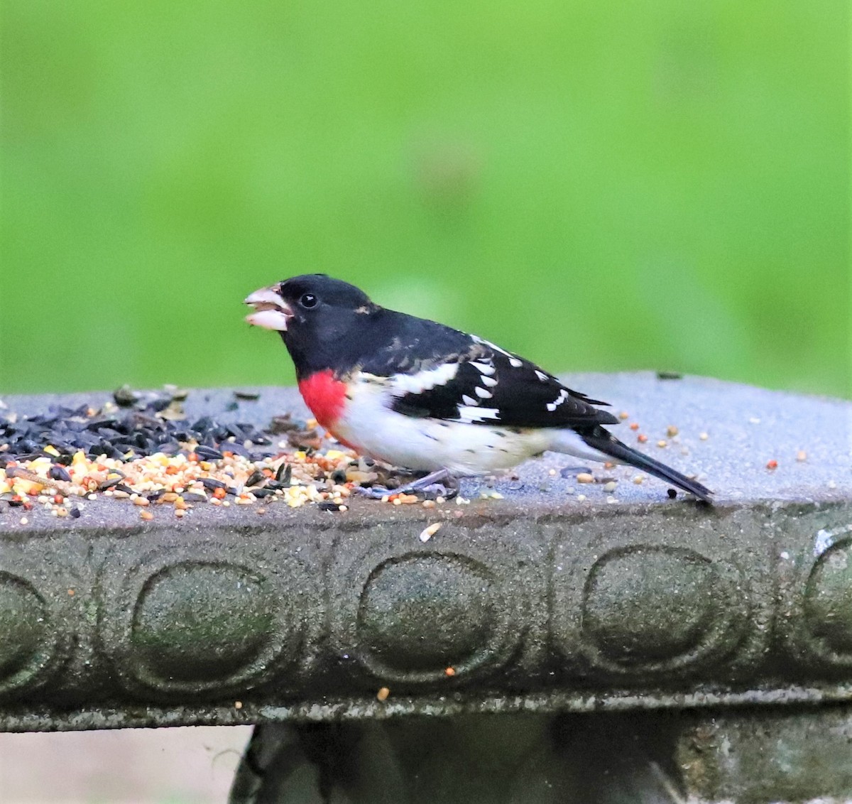 Rose-breasted Grosbeak - ML228607231