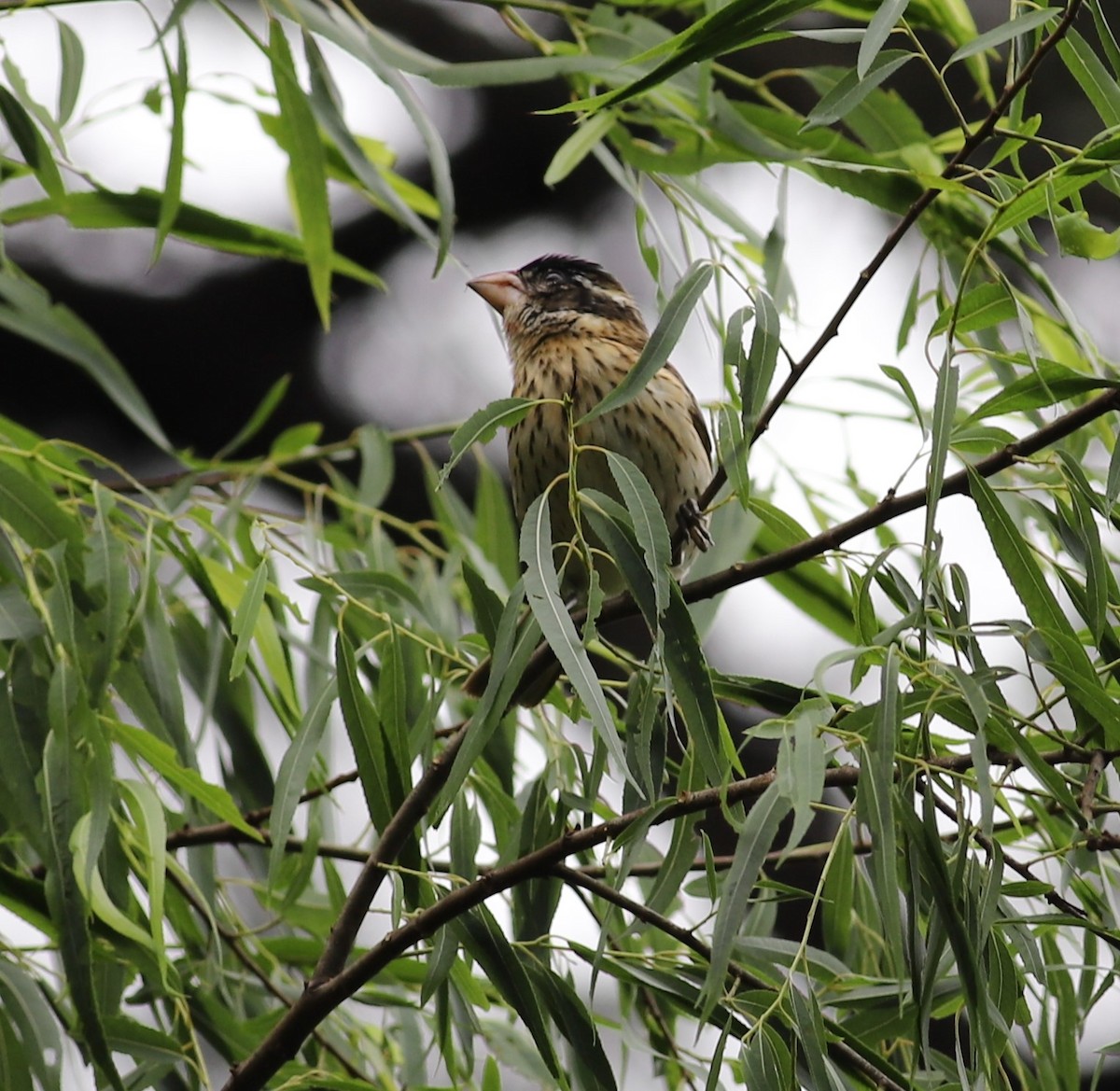 Rose-breasted Grosbeak - ML228607301