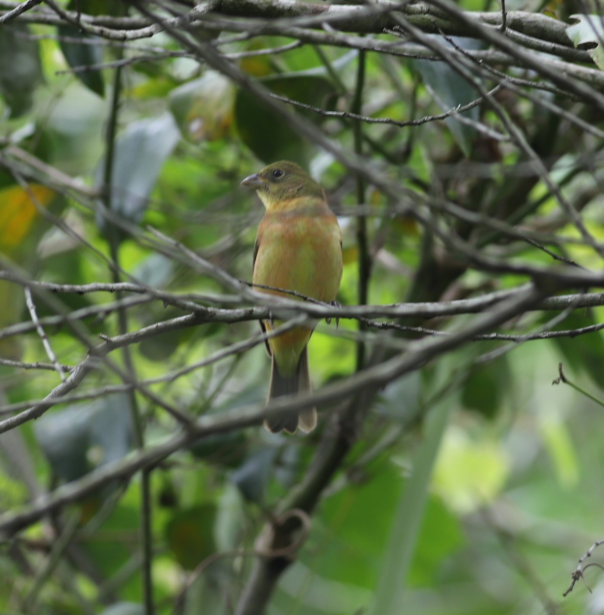 Painted Bunting - ML228607421
