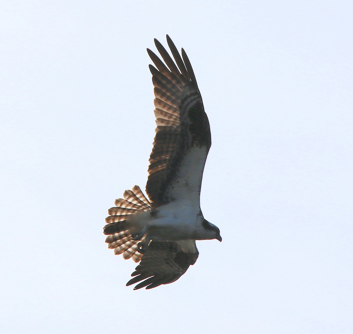 Osprey - ML228609651