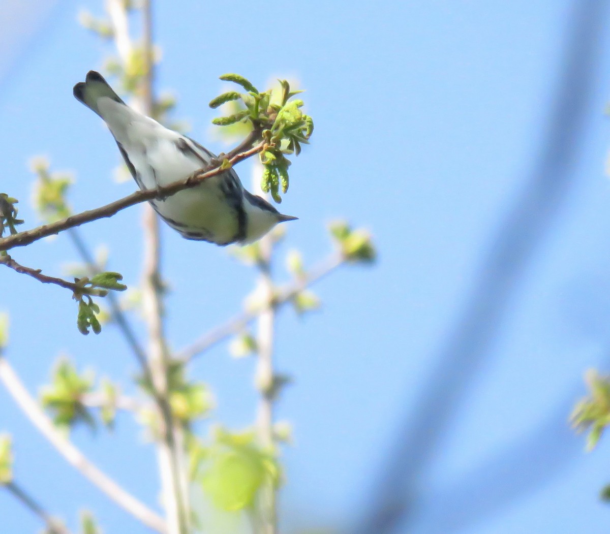 Cerulean Warbler - ML228609681
