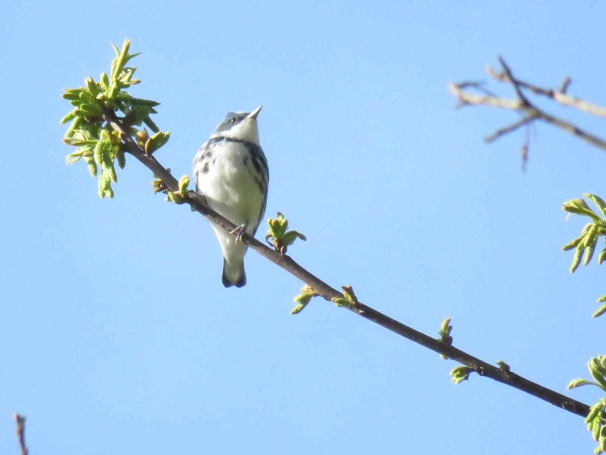 Cerulean Warbler - ML228609701