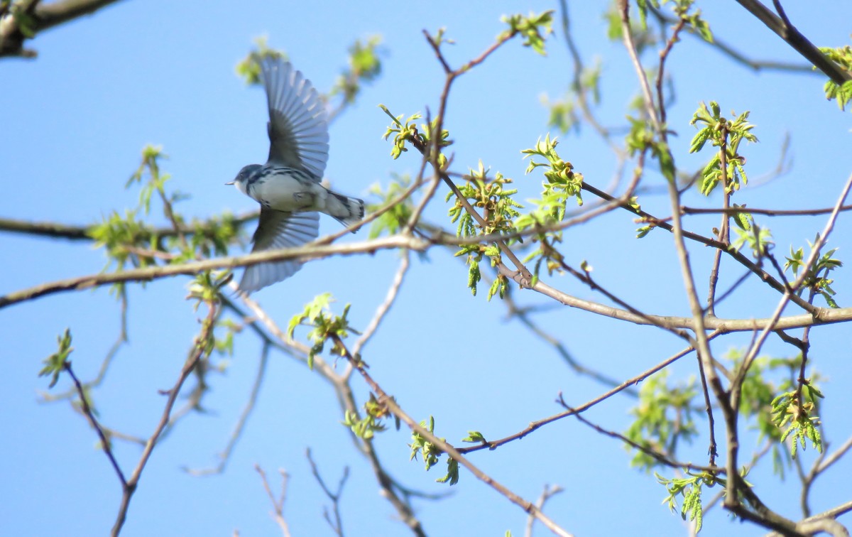 Cerulean Warbler - ML228609711