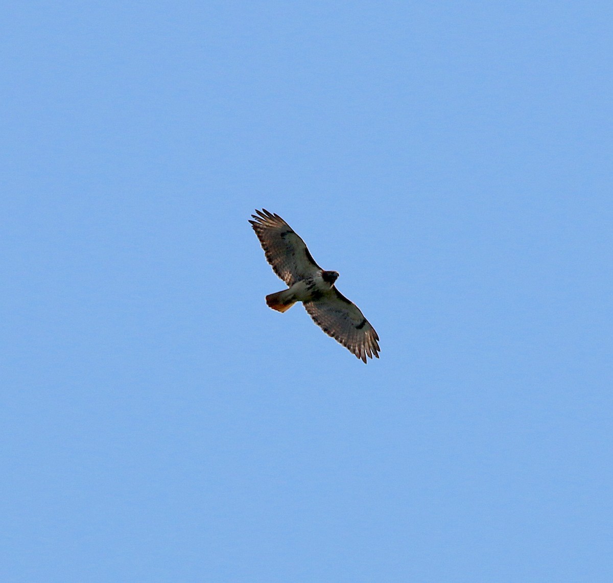 Red-tailed Hawk - ML228609721