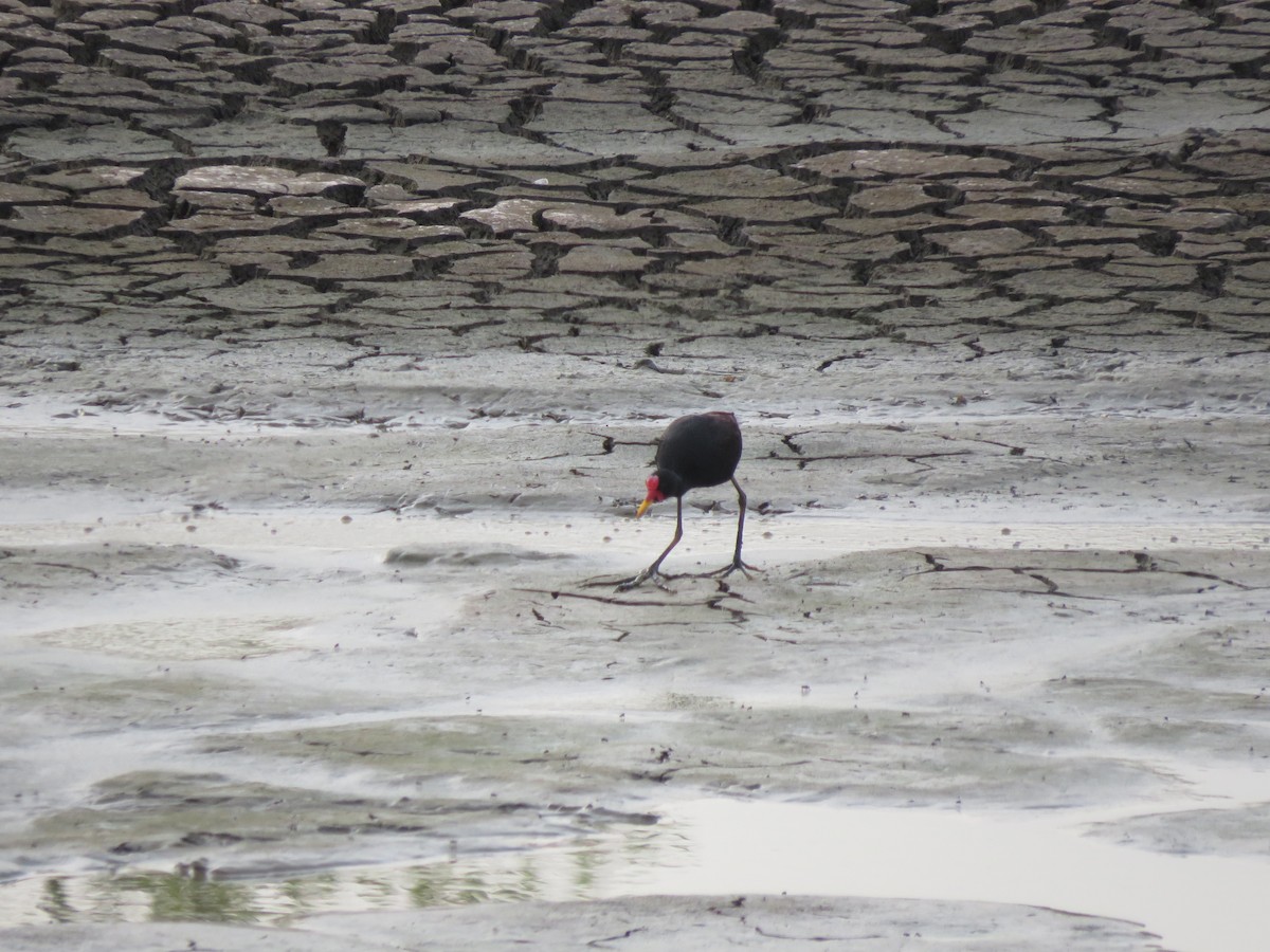 Jacana Suramericana - ML228609931