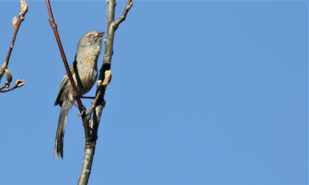 Wrentit - ML228610741