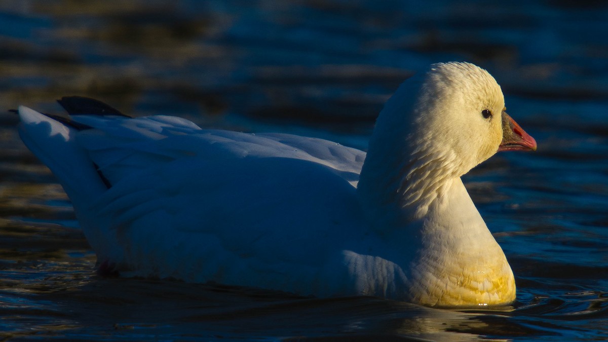 Ross's Goose - ed Walsh