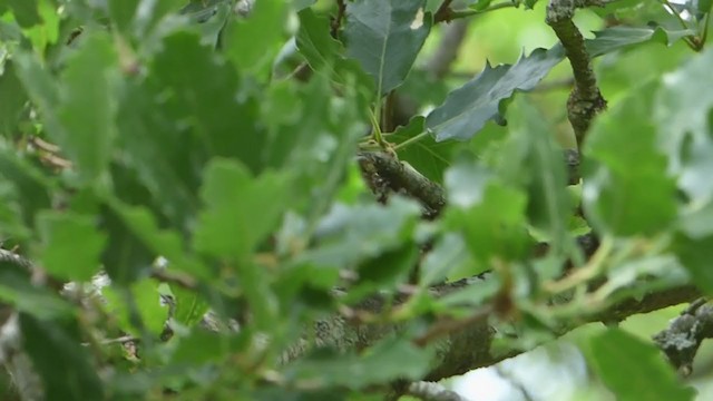 Western Bonelli's Warbler - ML228613131