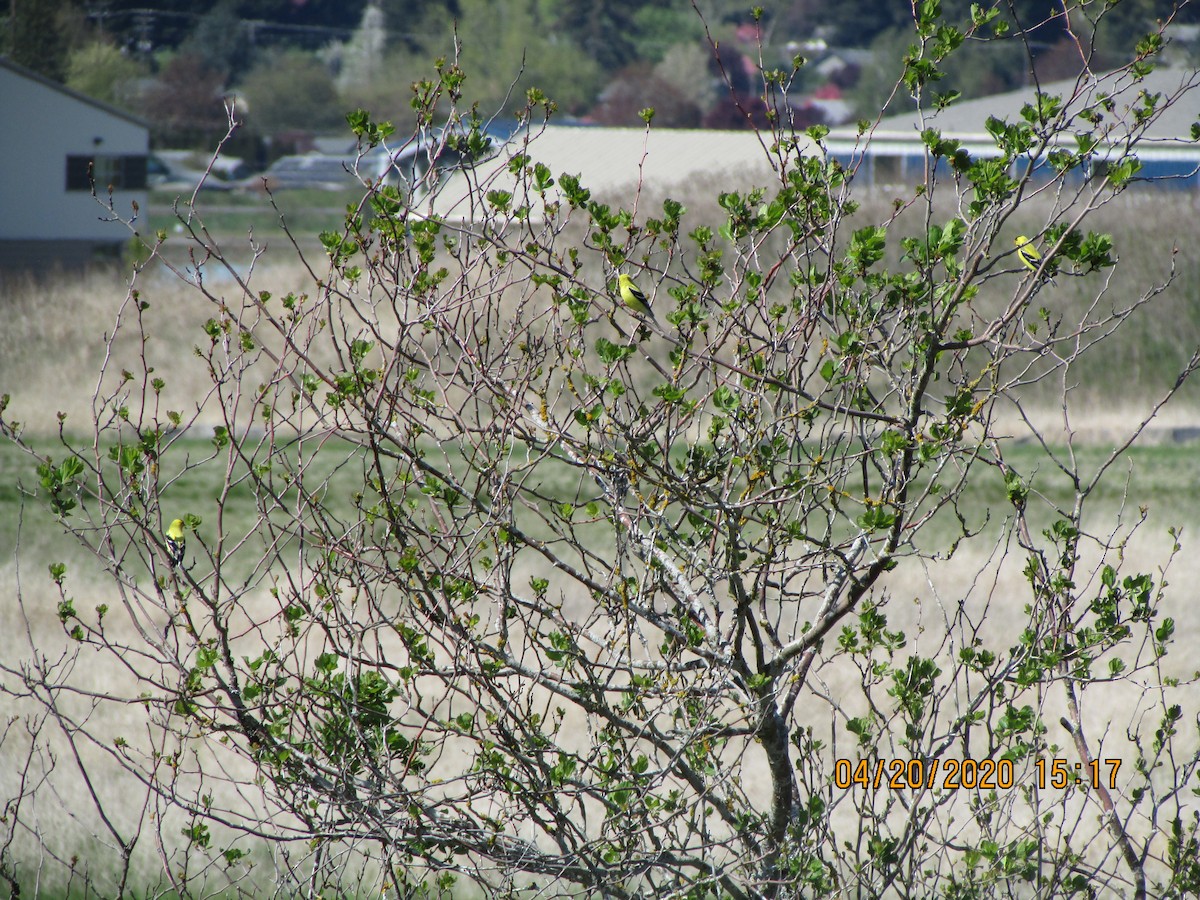 American Goldfinch - ML228613181