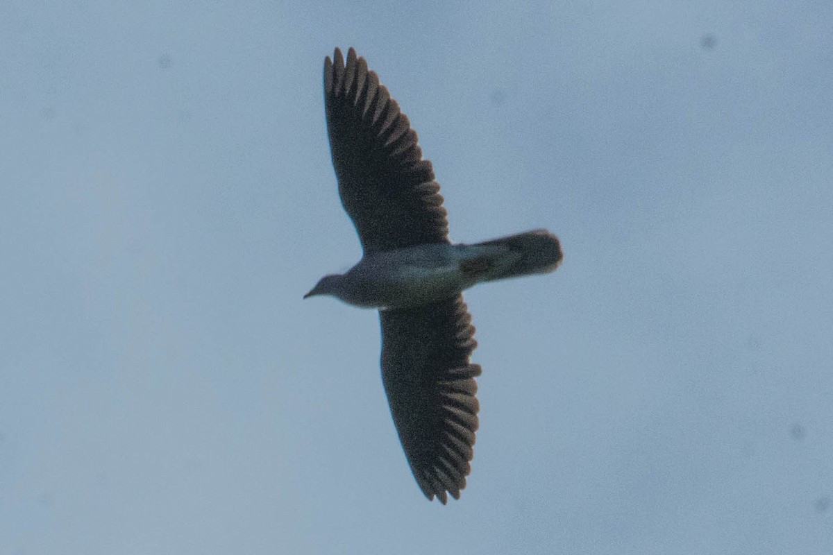 Band-tailed Pigeon - ML228613941