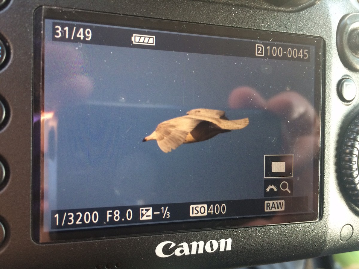 Glaucous Gull - ML22861531