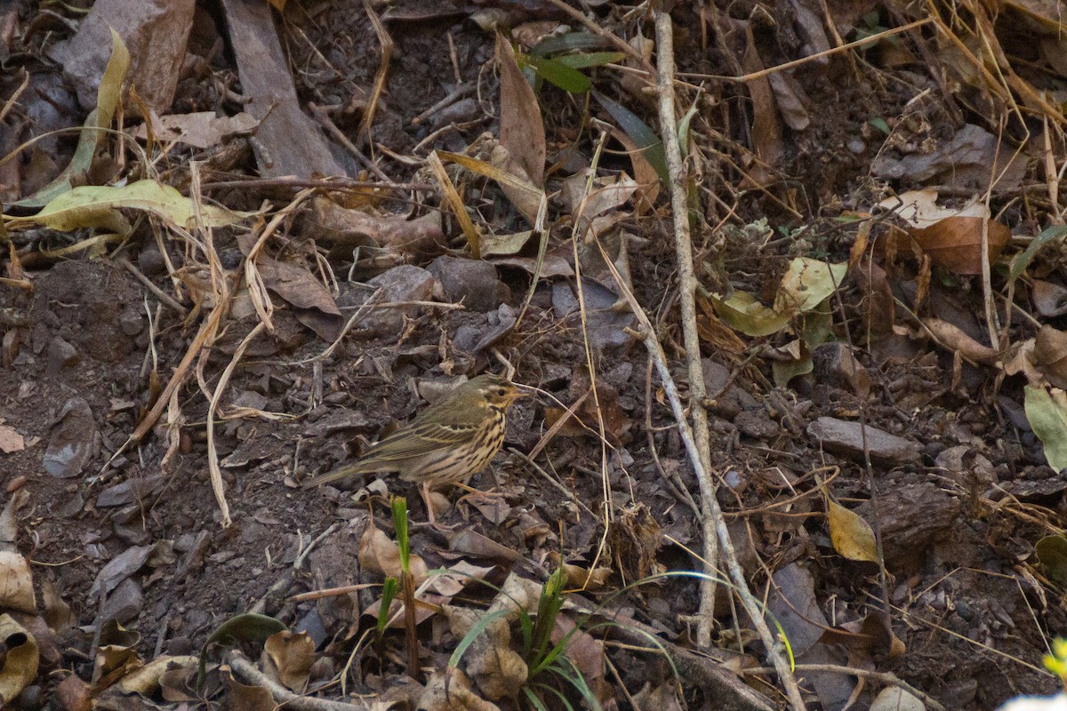 Olive-backed Pipit - ML228615721