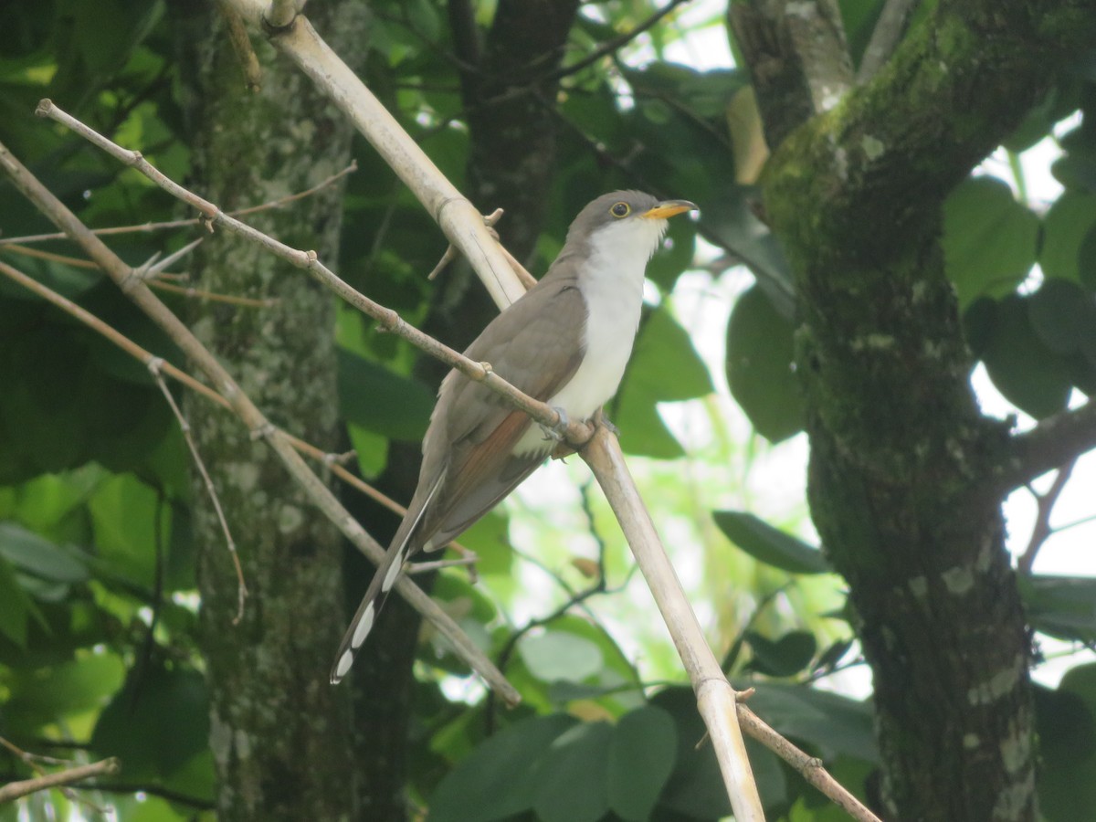 Yellow-billed Cuckoo - ML228615781