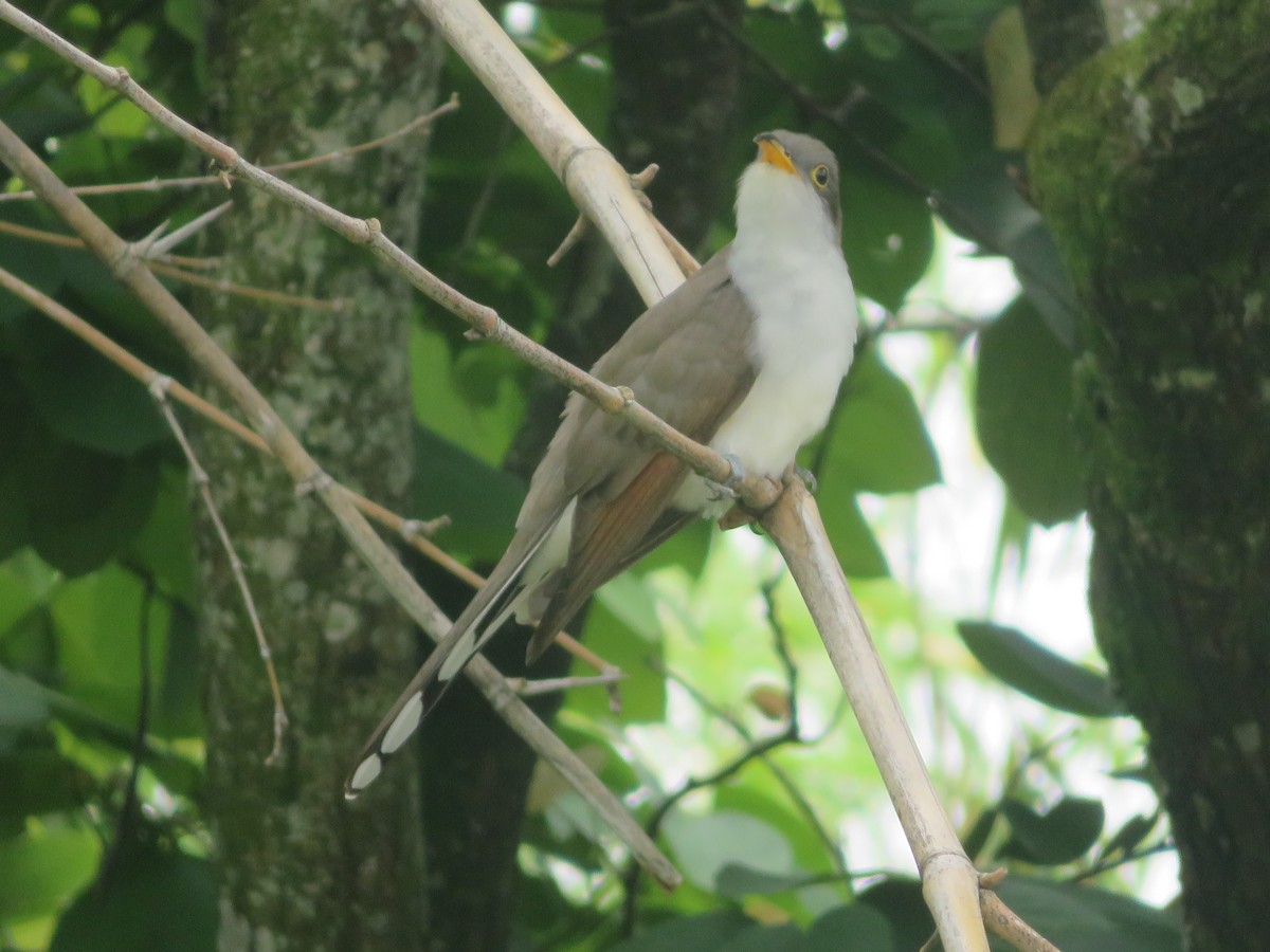 Yellow-billed Cuckoo - ML228615791