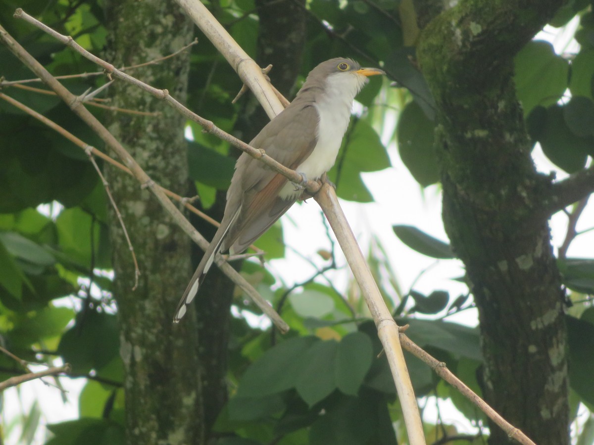 Yellow-billed Cuckoo - ML228615831