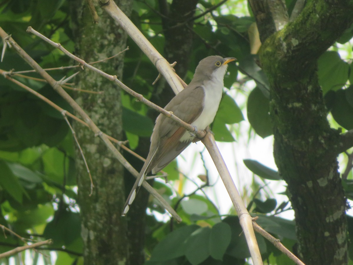 Yellow-billed Cuckoo - ML228615881