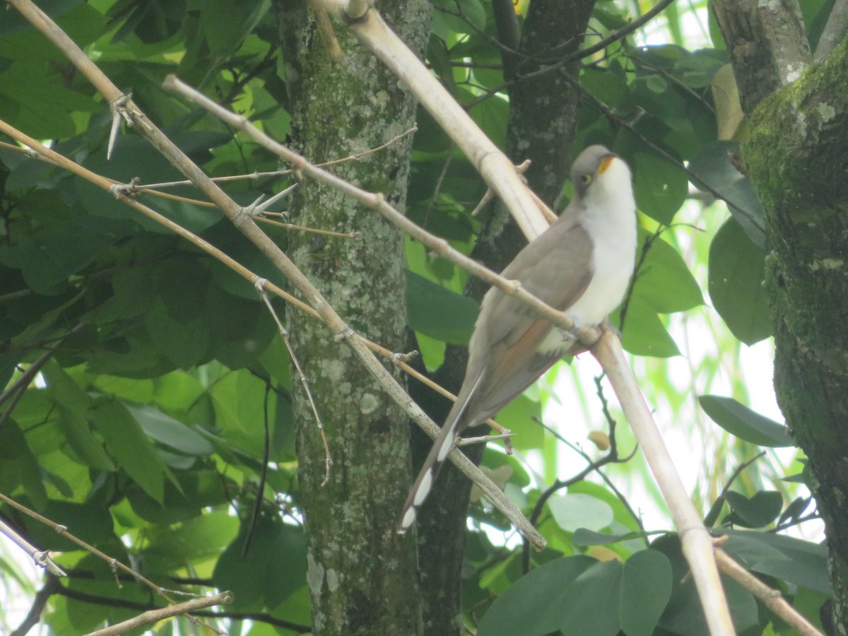 Yellow-billed Cuckoo - ML228615911