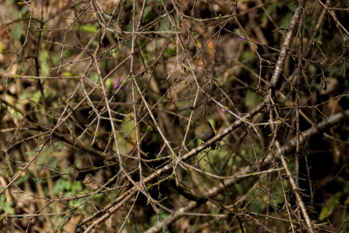 Slaty-blue Flycatcher - ML228615971