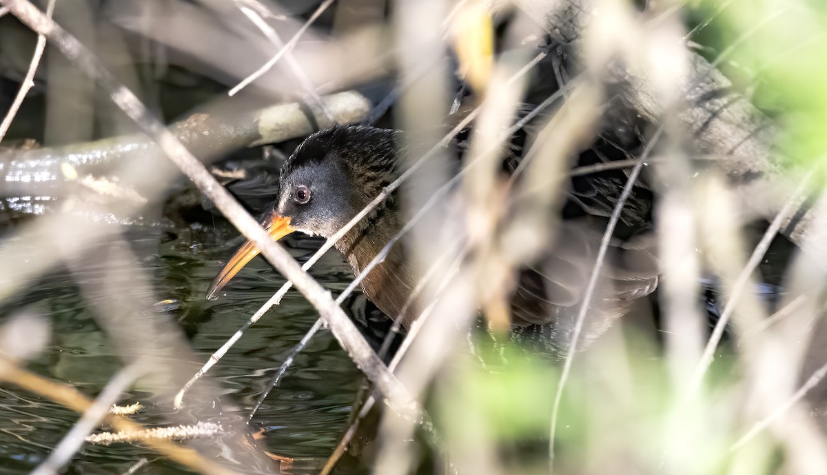 Virginia Rail - ML228616771