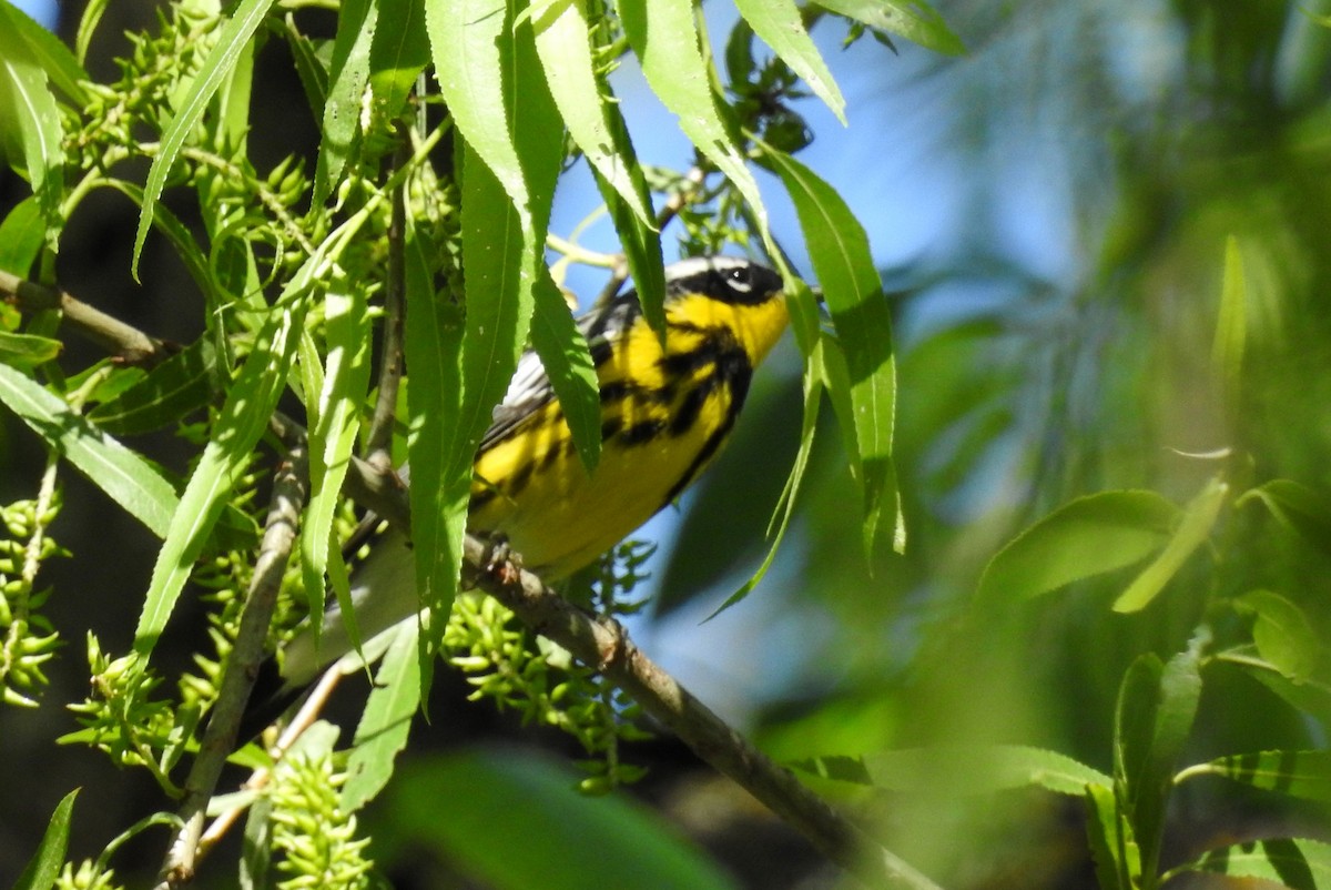 Magnolia Warbler - ML228617381