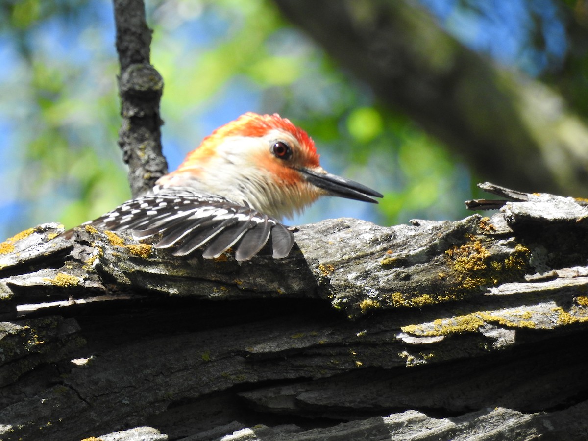 Red-bellied Woodpecker - Laurel Runnels