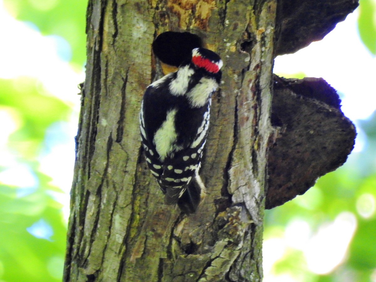 Downy Woodpecker - ML228617591