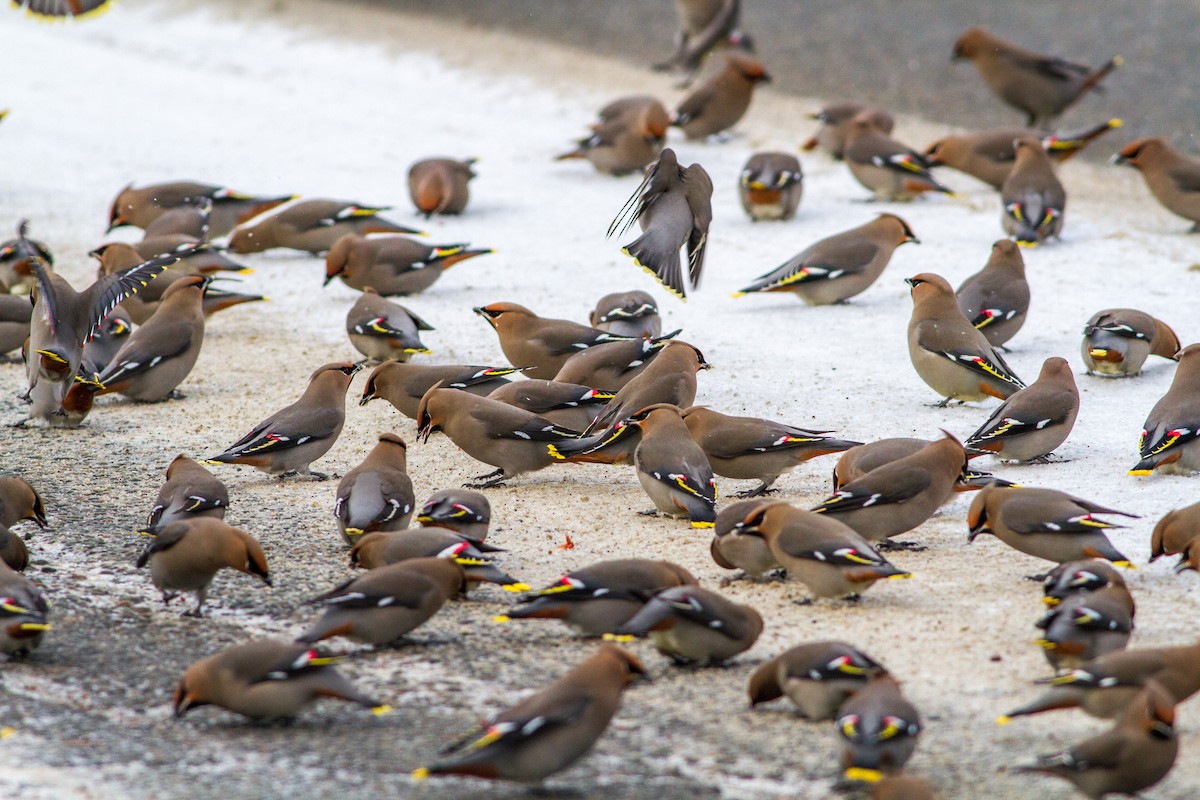 Bohemian Waxwing - ML22861901