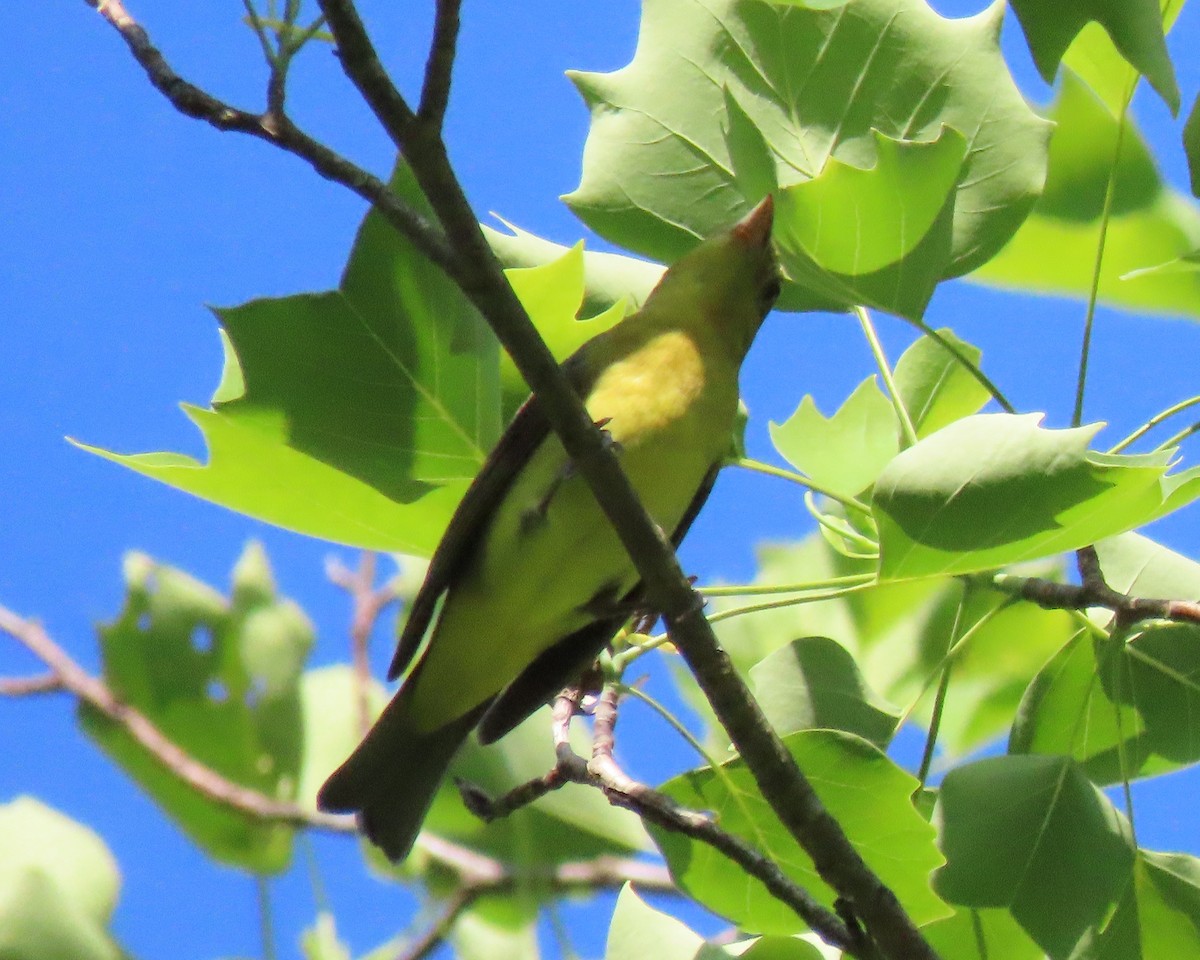 Scarlet Tanager - ML228623501