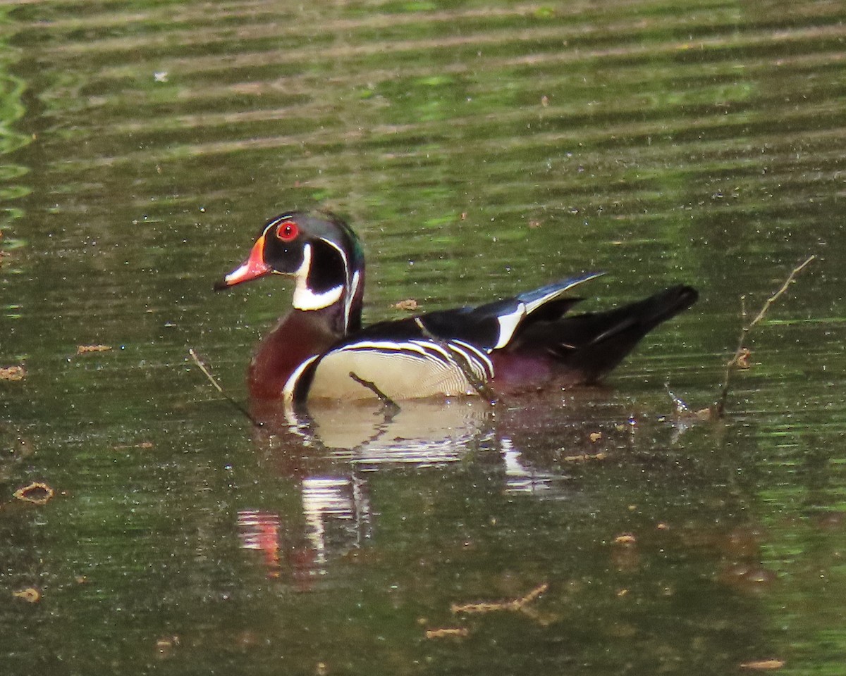 Wood Duck - ML228623551