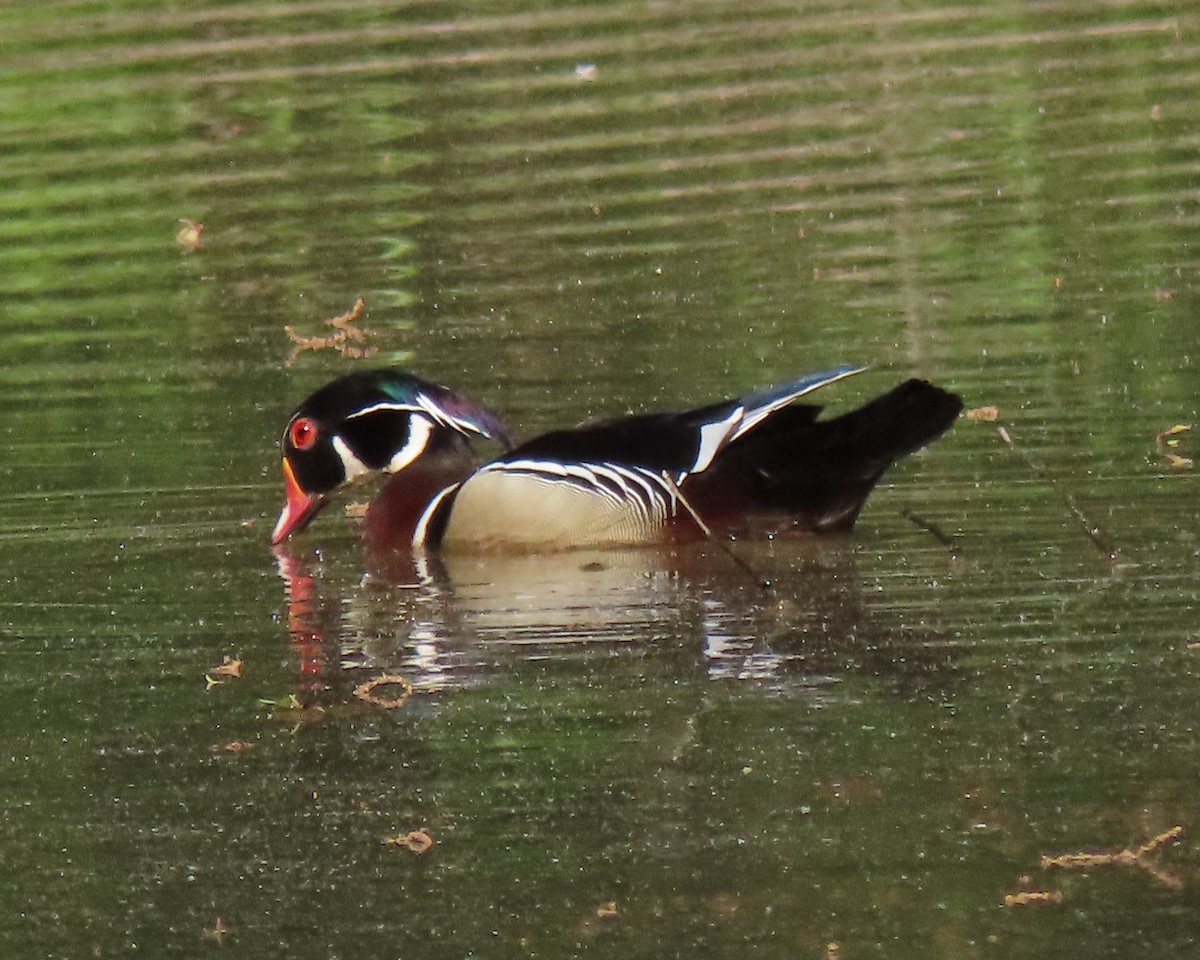 Wood Duck - ML228623561