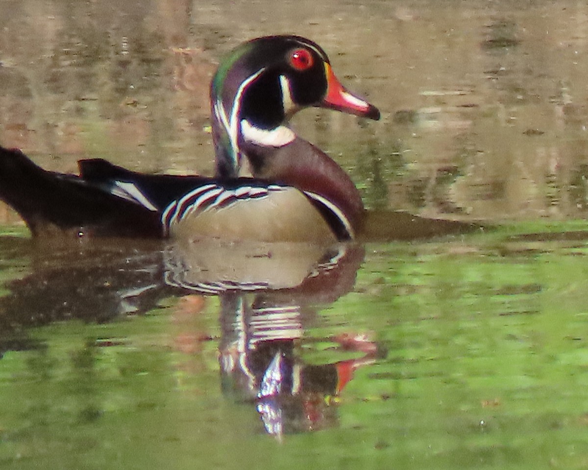 Wood Duck - ML228623571