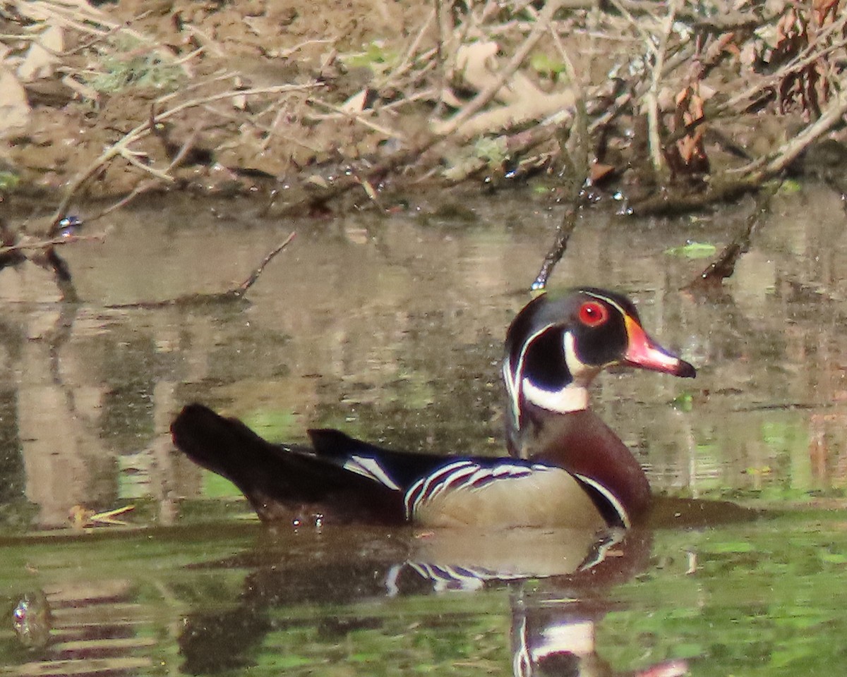 Wood Duck - ML228623601