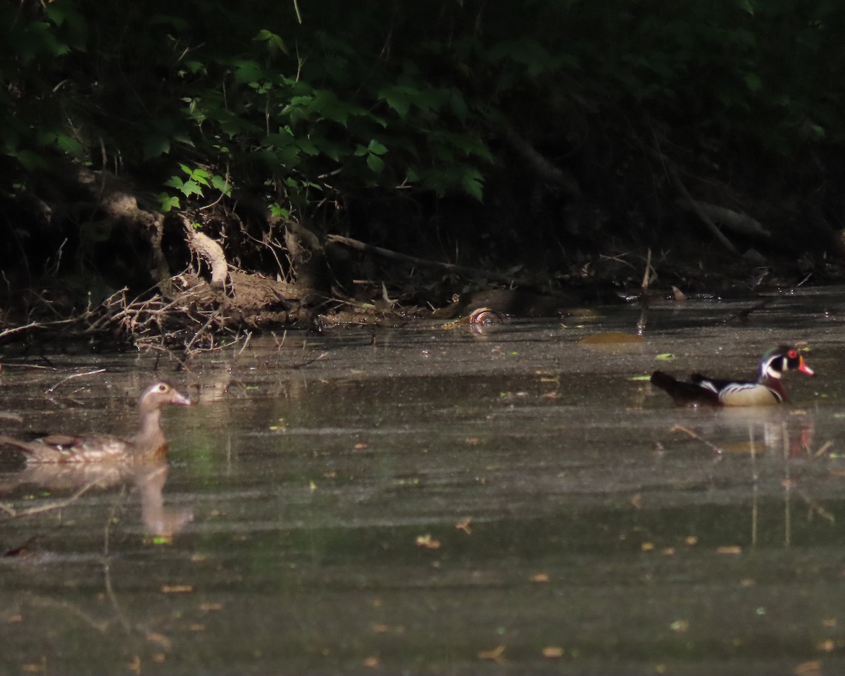 Wood Duck - ML228623631