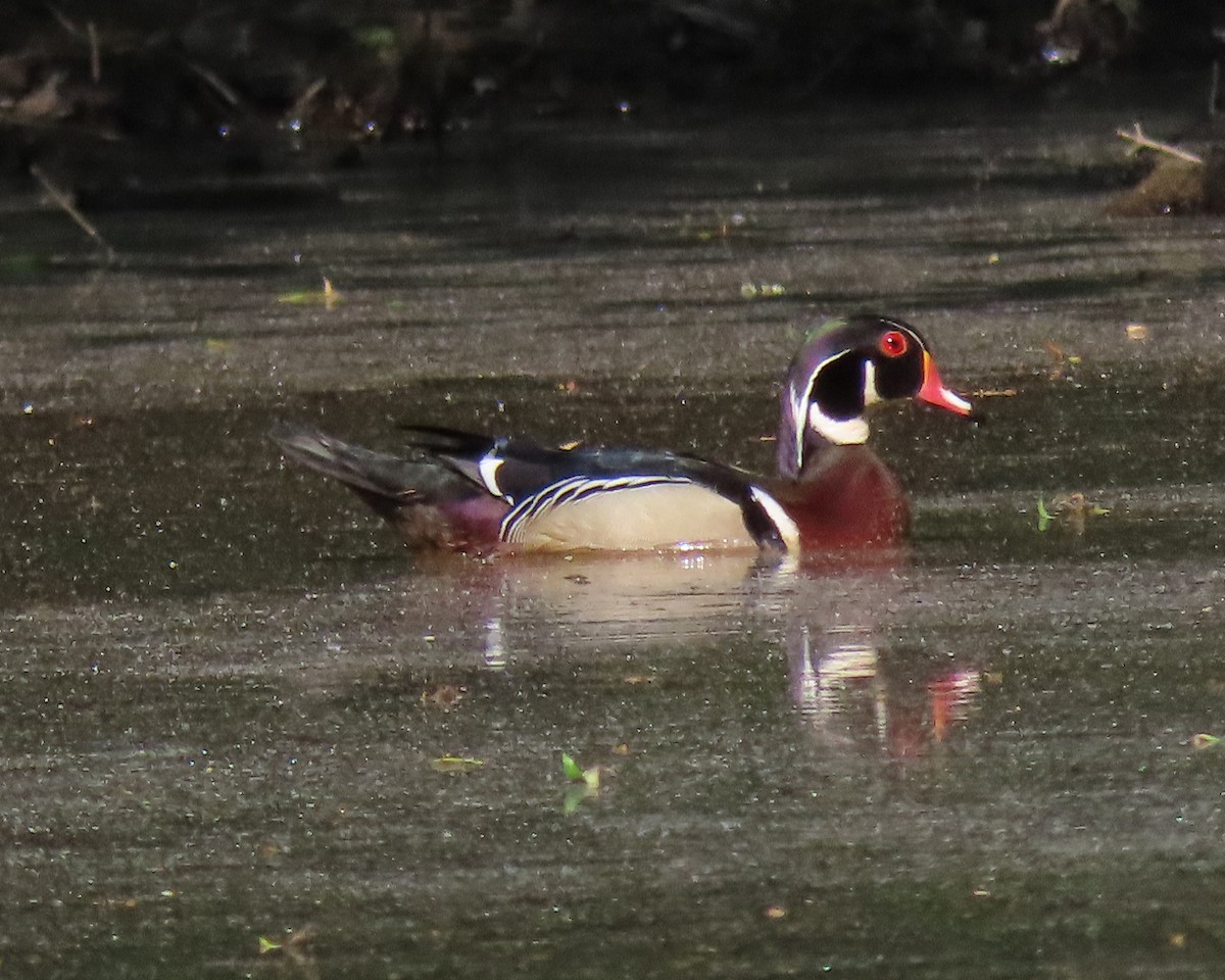 Wood Duck - ML228623641