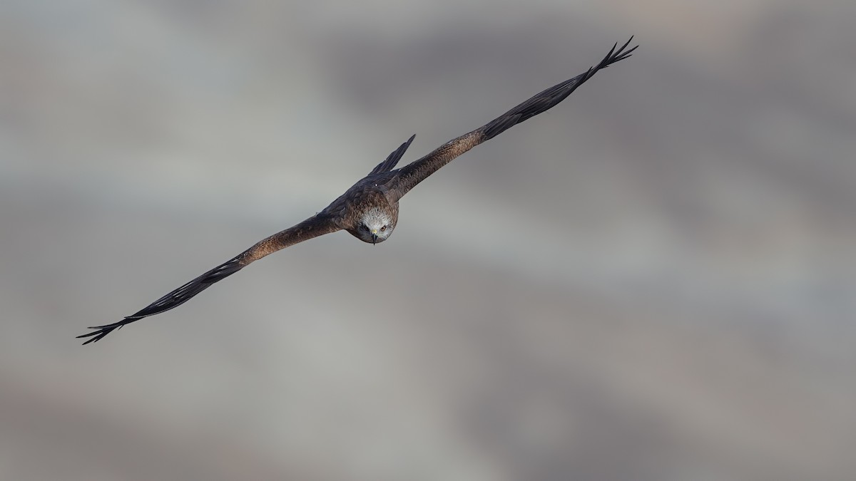 Black Kite - ML228624361