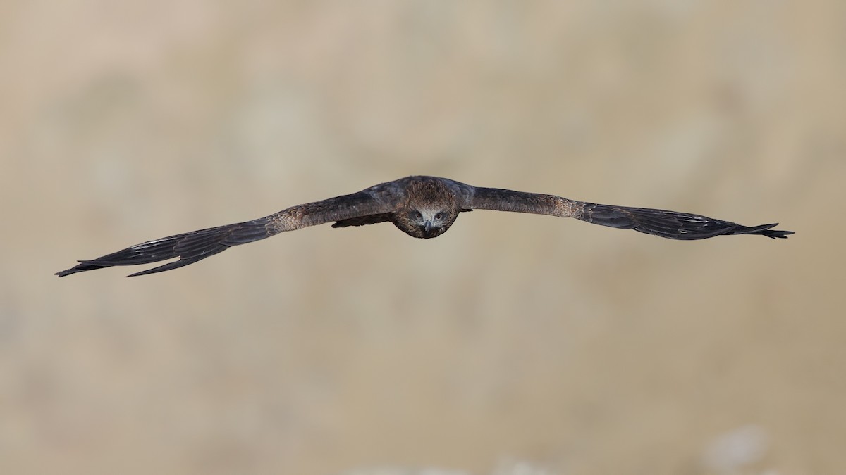 Black Kite - ML228624371