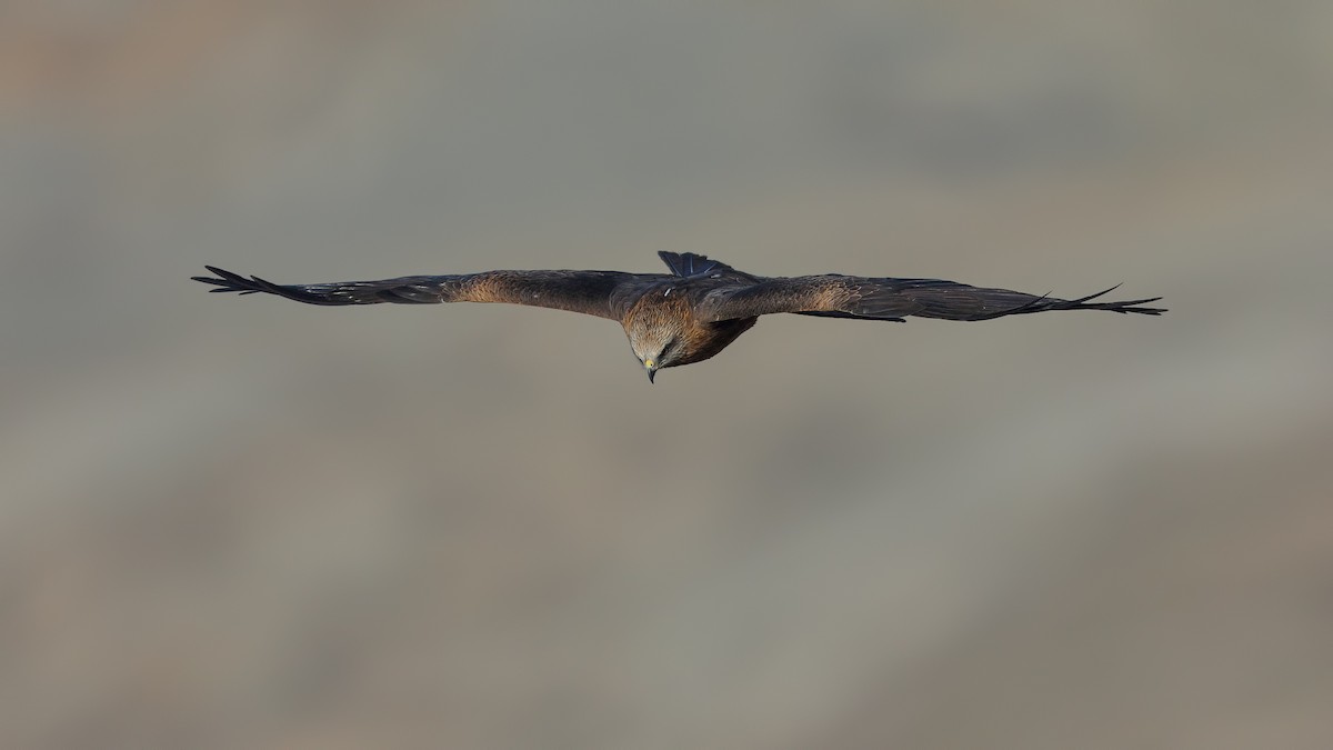 Black Kite - ML228624381