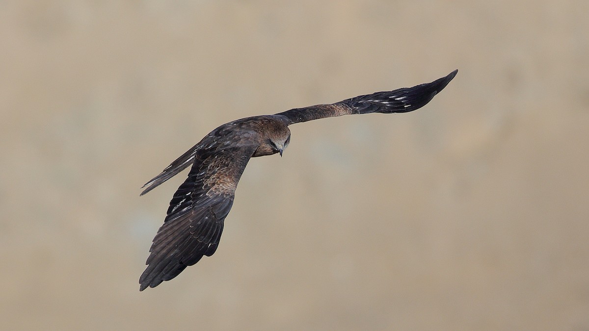 Black Kite - ML228624431